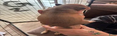 Jackshund 4