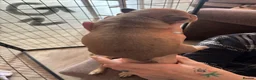 Jackshund dogs for sale: 5 Jackshund (JackWeenie) pups for sale - Advert 5