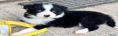 Border Collie Puppy 2