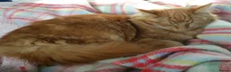 Mixed Breed cats for sale: Large Long Haired Kittens  Looking for good homes  - Advert 5
