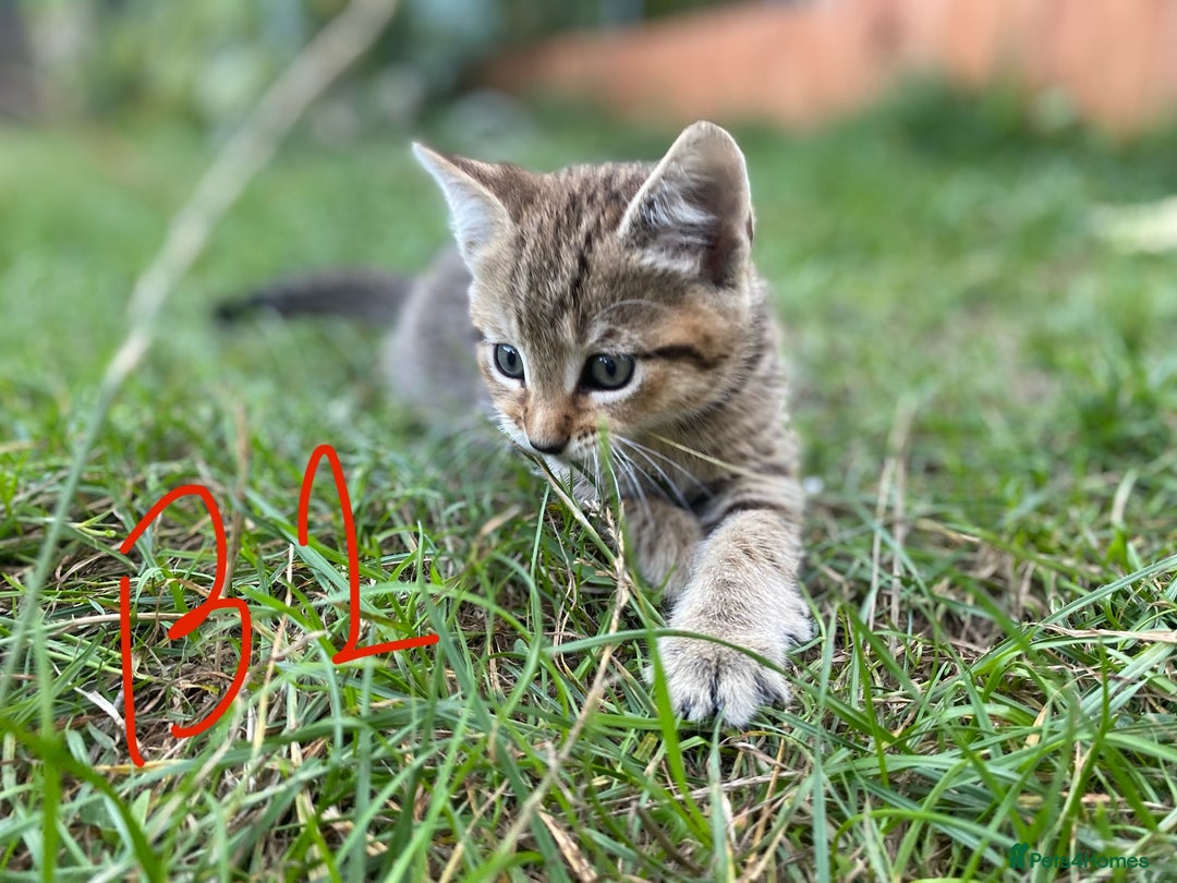 European cats for sale: 5 Adorable Male Kittens Looking for Loving Home - Image 7