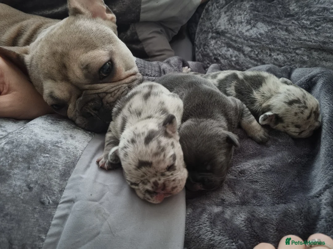 French Bulldog dogs for sale: 3 gorgeous french bulldog puppies - Advert 3
