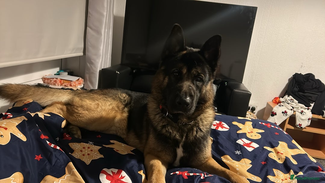 Mixed Breed dogs for sale: german shepherd mix akita - Advert 3