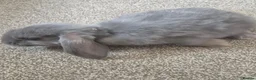Mini Lop rabbits for sale: Baby mini lops in Rhyl - Advert 6