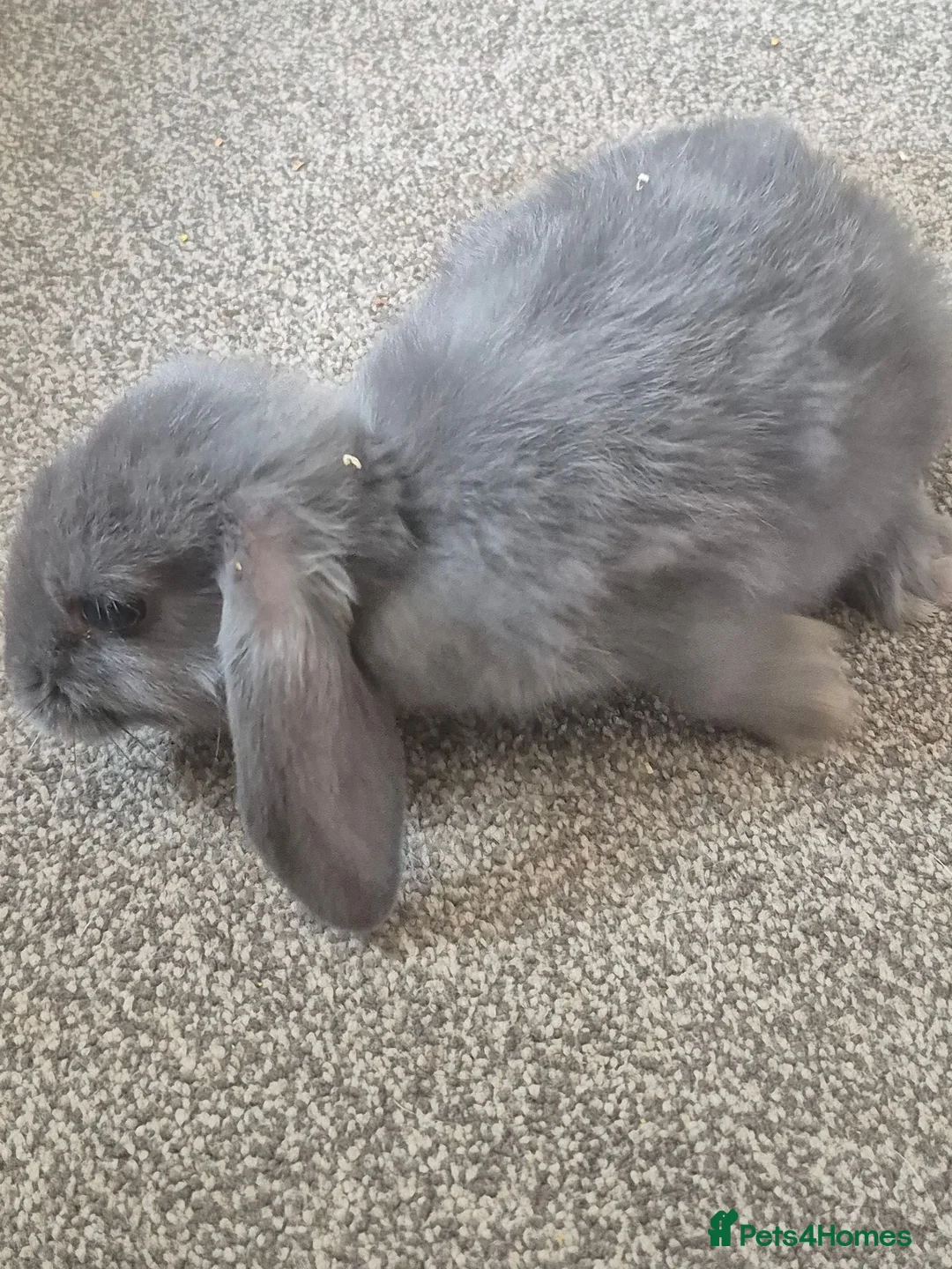 Mini Lop rabbits for sale: Baby mini lops in Rhyl - Advert 6