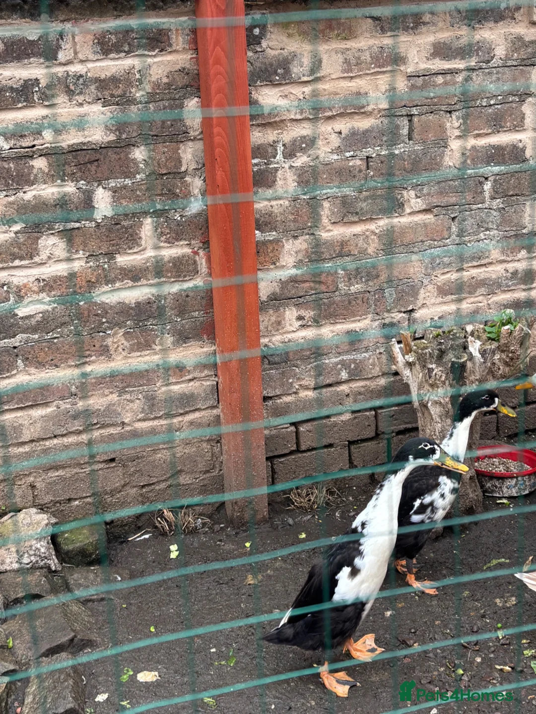 Ducks poultry for sale: 3 month old male Indian runner ducks  in Falkirk - Advert 10