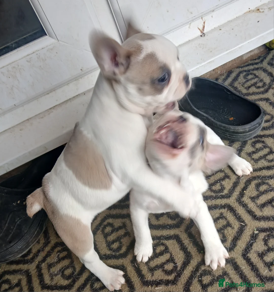 French Bulldog dogs for sale: 5 Beautiful French Bulldog looking for a new home in Wellingborough - Advert 14