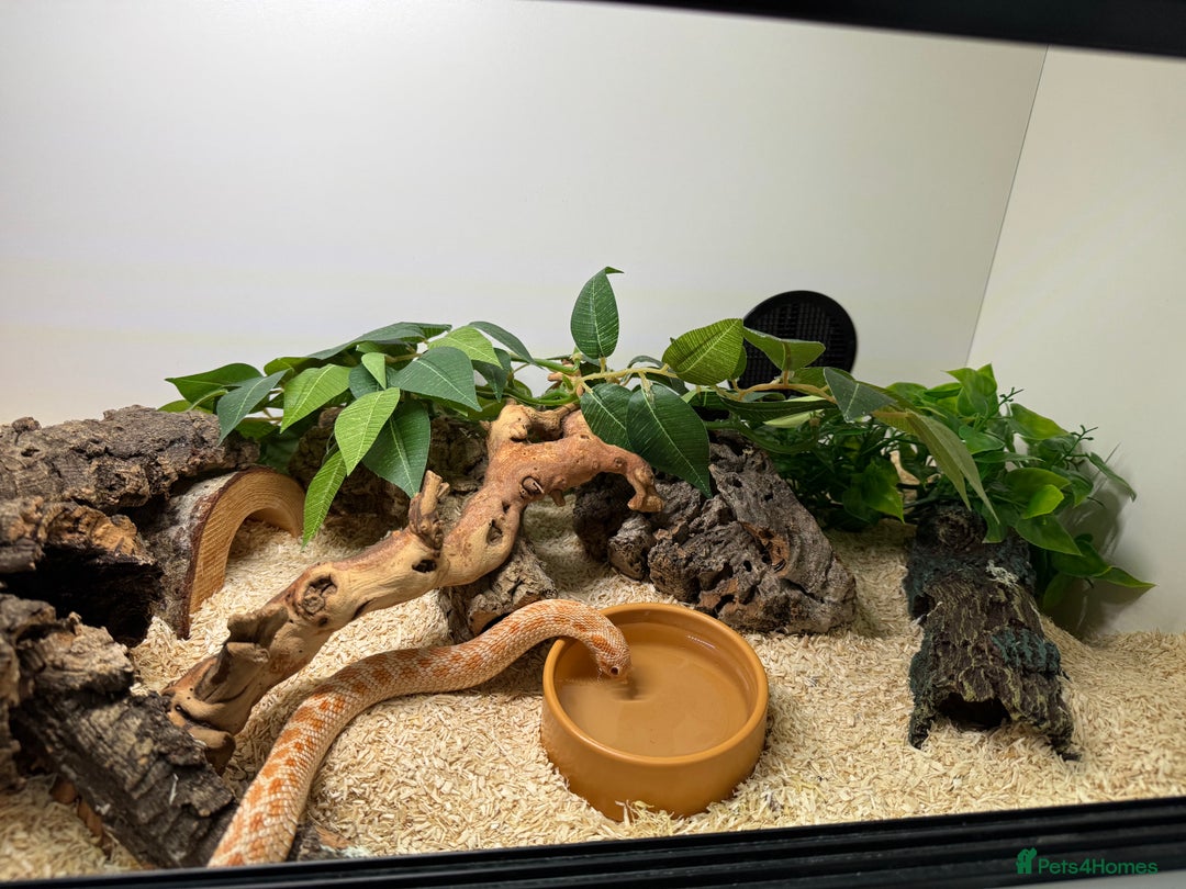 Snake reptiles for sale: Albino Hognose Snake - Image 3