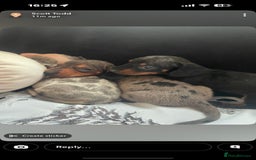 Miniature Dachshund dogs for sale: Beautiful litter of miniature dachshunds - Image 9