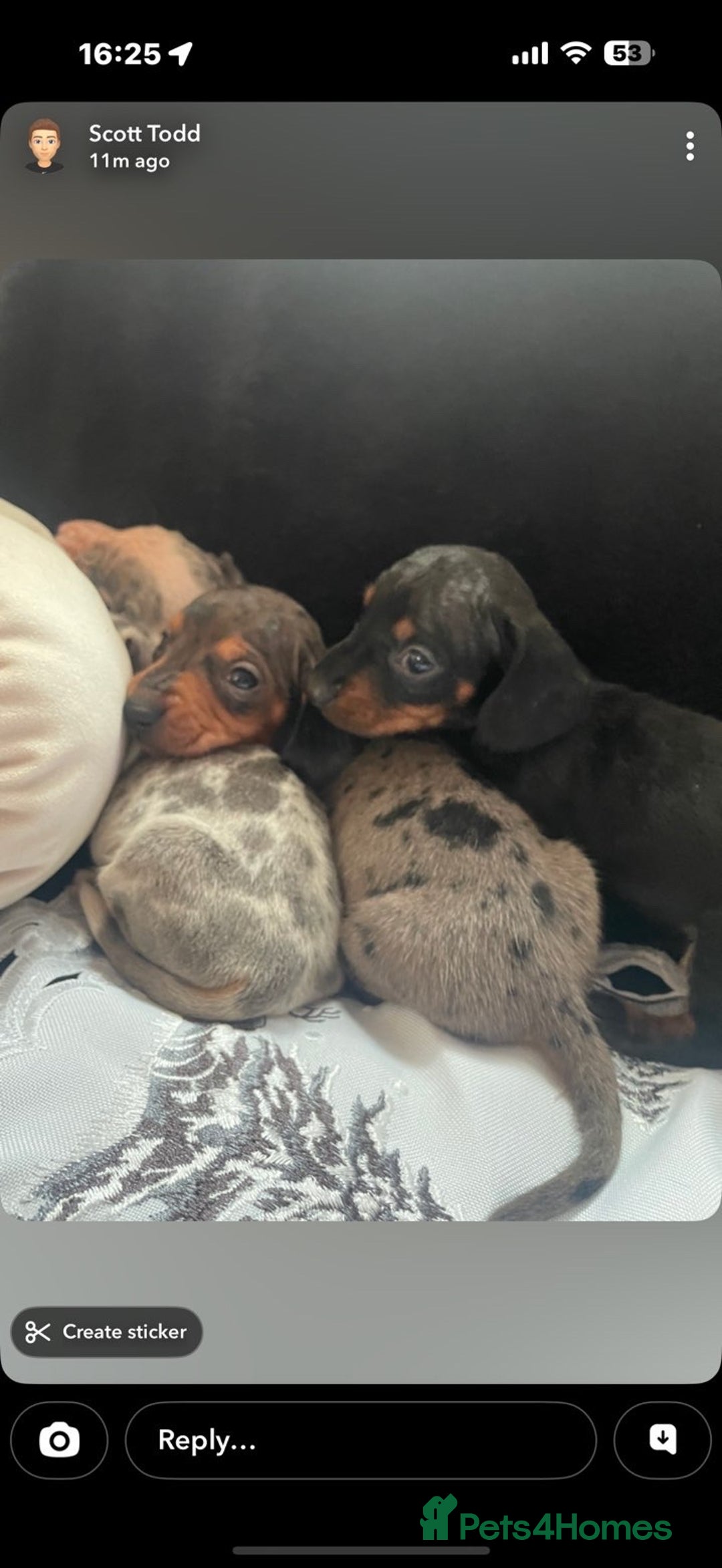 Miniature Dachshund dogs for sale: Beautiful litter of miniature dachshunds - Image 9