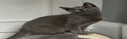 Russian Blue cats for sale: Russian Blue Kittens  - Advert 20