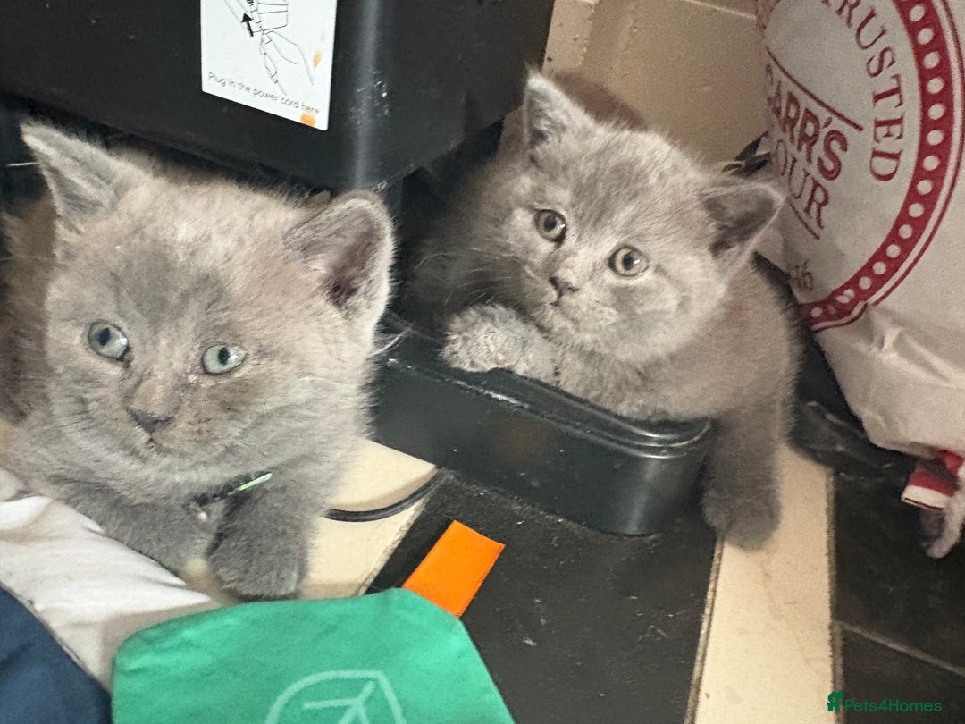 British Shorthair cats for sale: British Shorthair kittens  - Advert 3