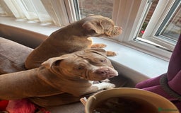 American Bully dogs for sale: Rambo American pocket bully 10 months  - Image 8