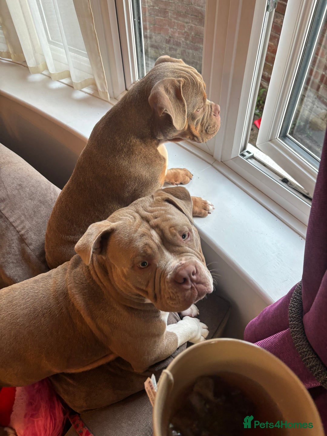 American Bully dogs for sale: Rambo American pocket bully 10 months  - Image 8