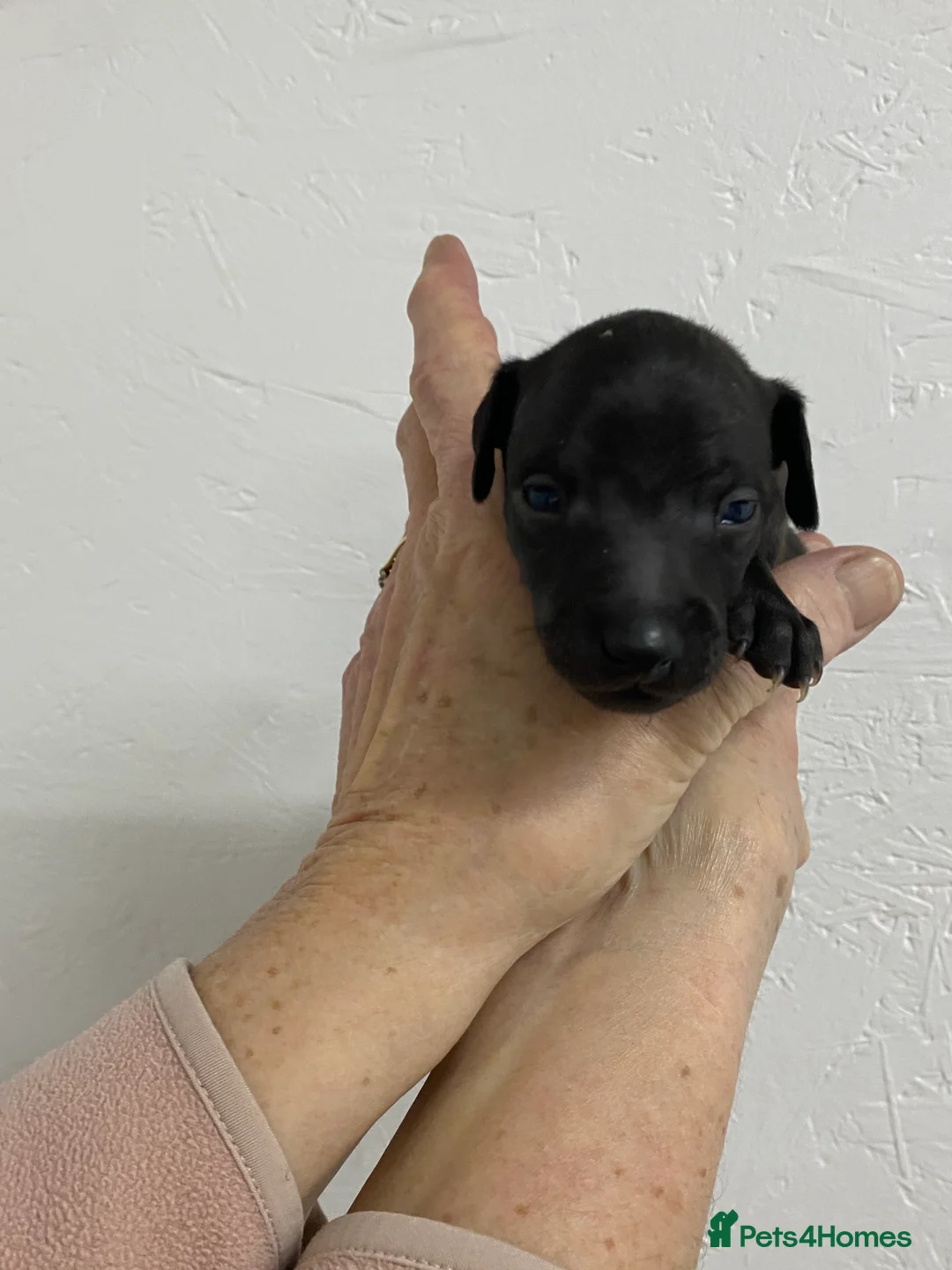 Italian Greyhound dogs for sale: Beautiful Italian Greyhound Puppies - Advert 9