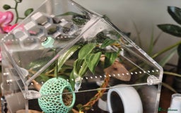 Spiders invertebrates for sale: 3 x female young adult jumping  spiders phidippus - Image 16