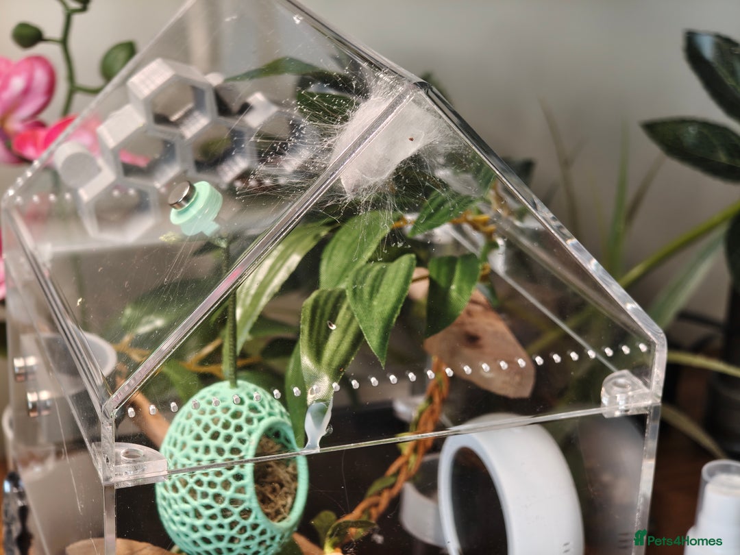 Spiders invertebrates for sale: 3 x female young adult jumping  spiders phidippus - Image 16