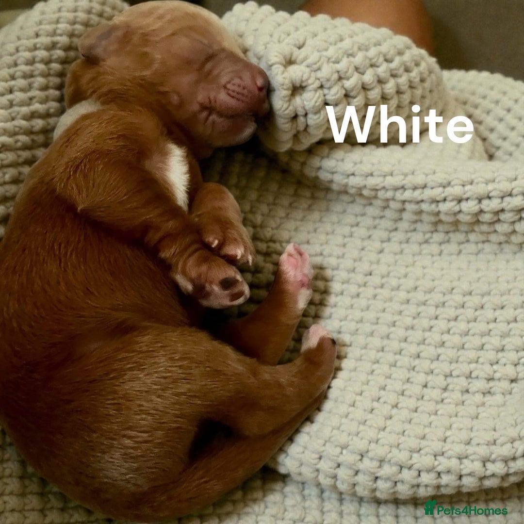 Australian Labradoodle dogs for sale: Australian Labrodoodle puppies - Advert 12