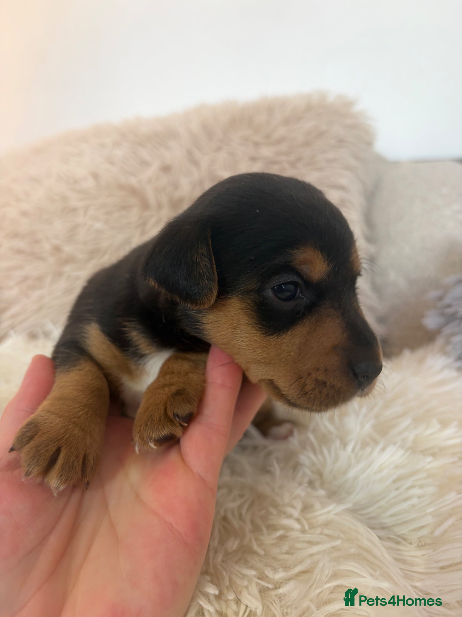 Jack Russell dogs Miniature Jack Russell puppies  - Advert 2
