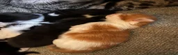 Mixed Breed cats for sale: Beautiful Kittens Looking for Forever Homes 🏡❤️ - Advert 13