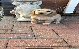 Cocker Spaniel dogs for sale: Health tested cocker spaniel puppies  - Image 9