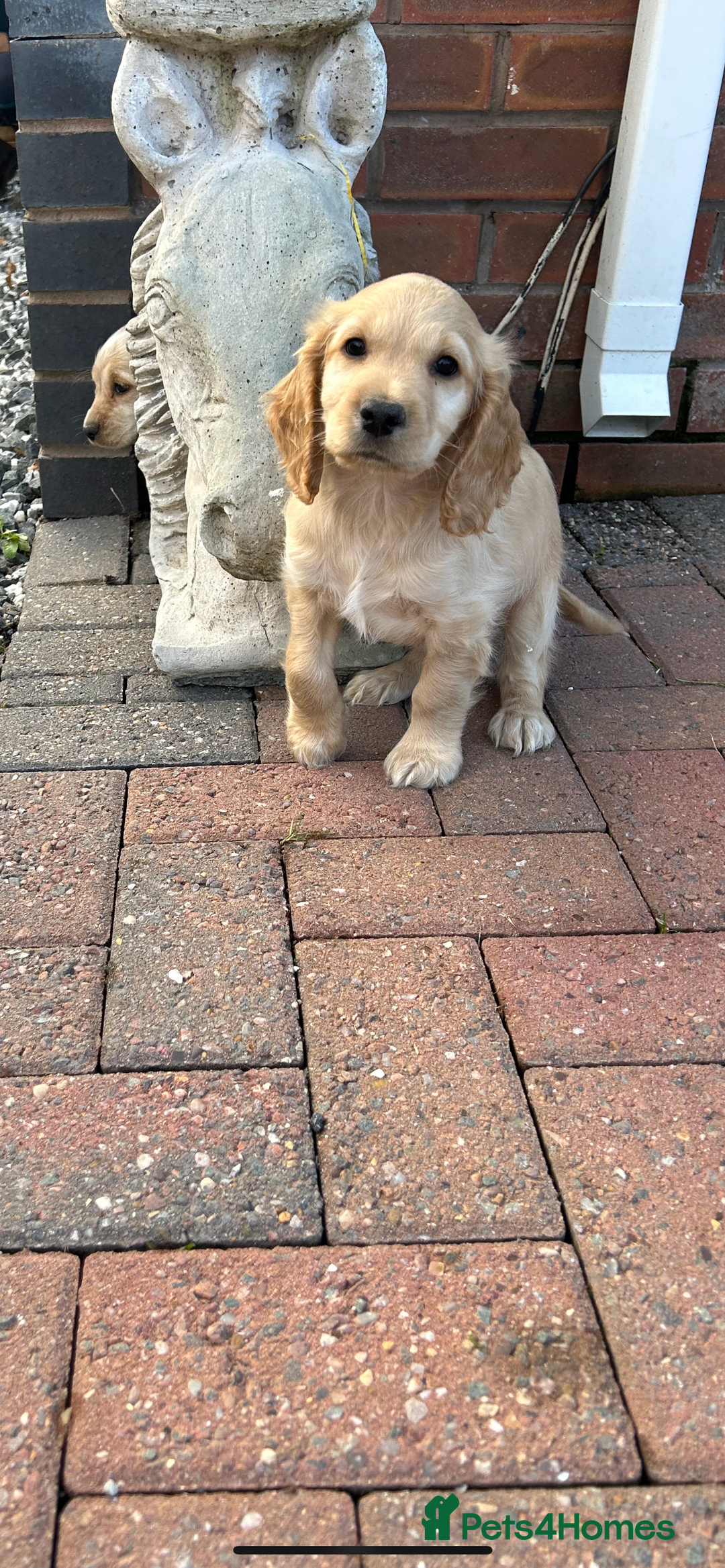 Cocker Spaniel dogs for sale: Health tested cocker spaniel puppies  - Image 9