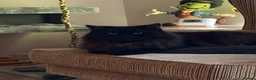 British Longhair cats for sale: Stunning Black Long Haired Boy Teddy - Advert 2