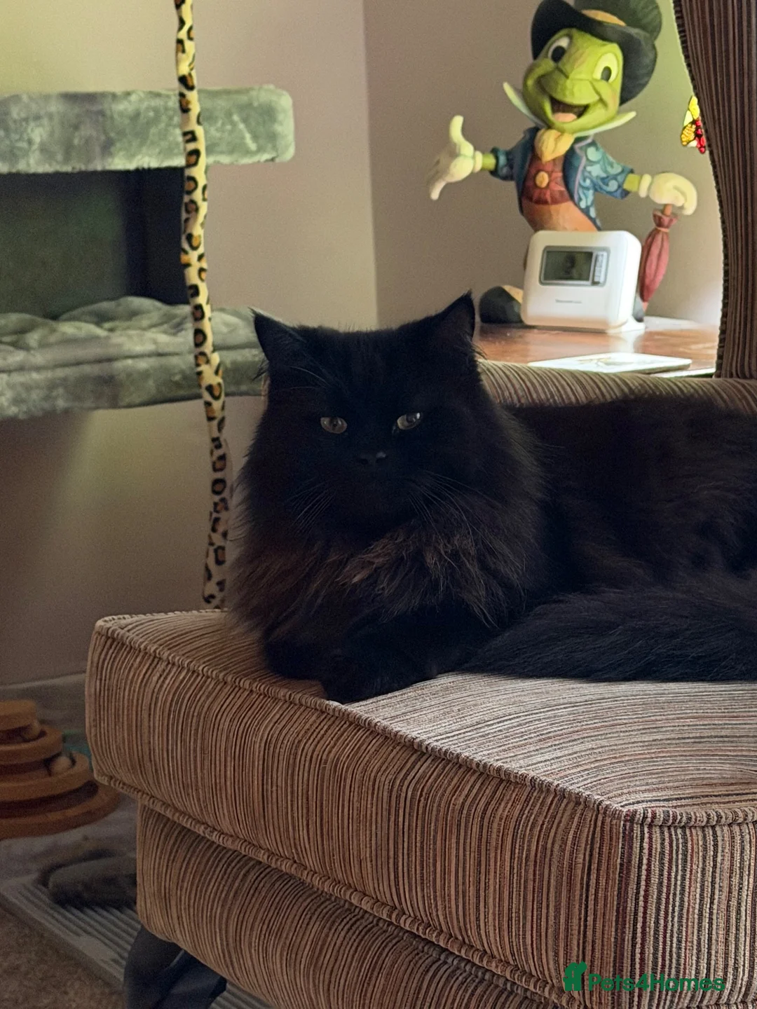 British Longhair cats for sale: Stunning Black Long Haired Boy Teddy - Advert 2