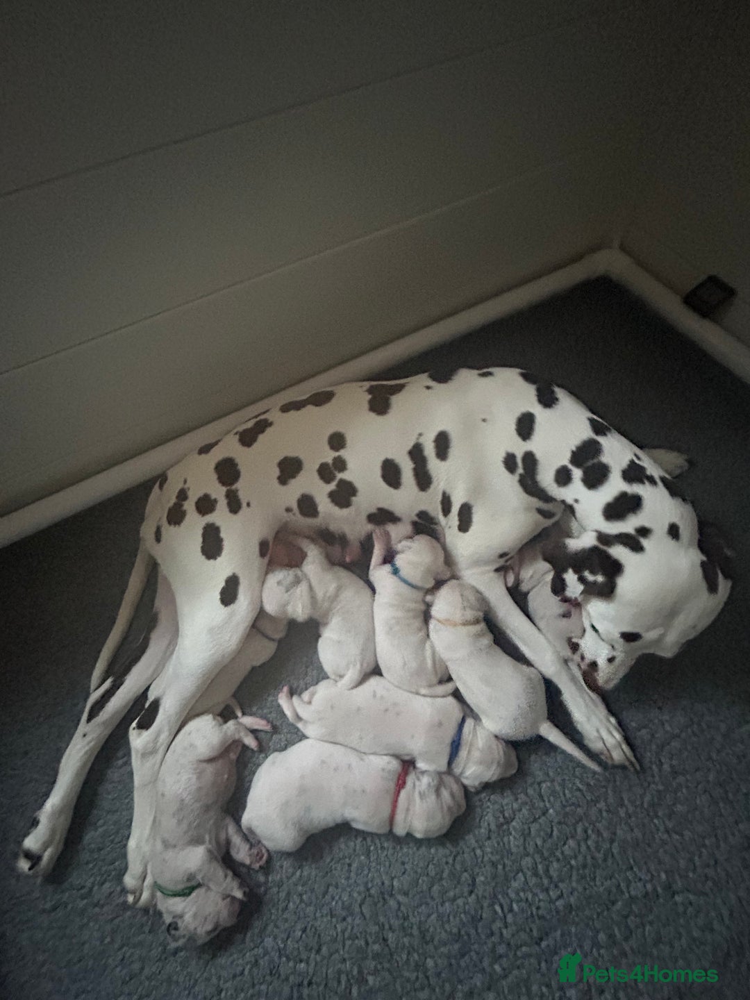 Dalmatian dogs for sale: LouAbidora  - Image 3