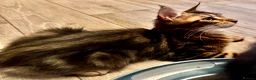Maine Coon cats for sale: Stunning tabby pedigree XL Maine Coons ready now! - Advert 18