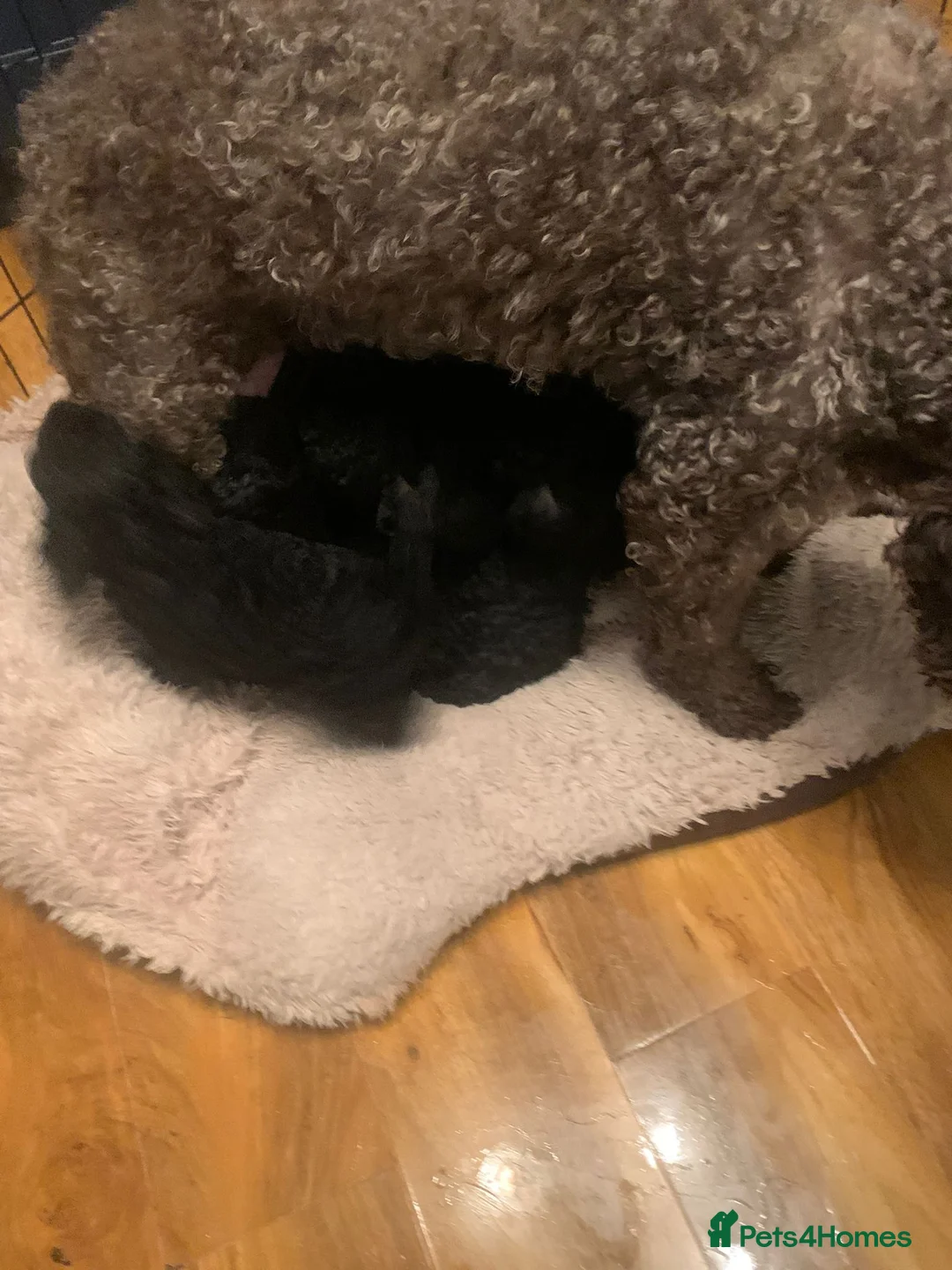 Cockapoo dogs for sale: Rare Black Tightly Curled Cockapoo Puppies - Advert 4