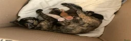 Asian cats for sale: Pedigree Asian Kittens Bombay Dad Black Tortie Mum - Advert 2