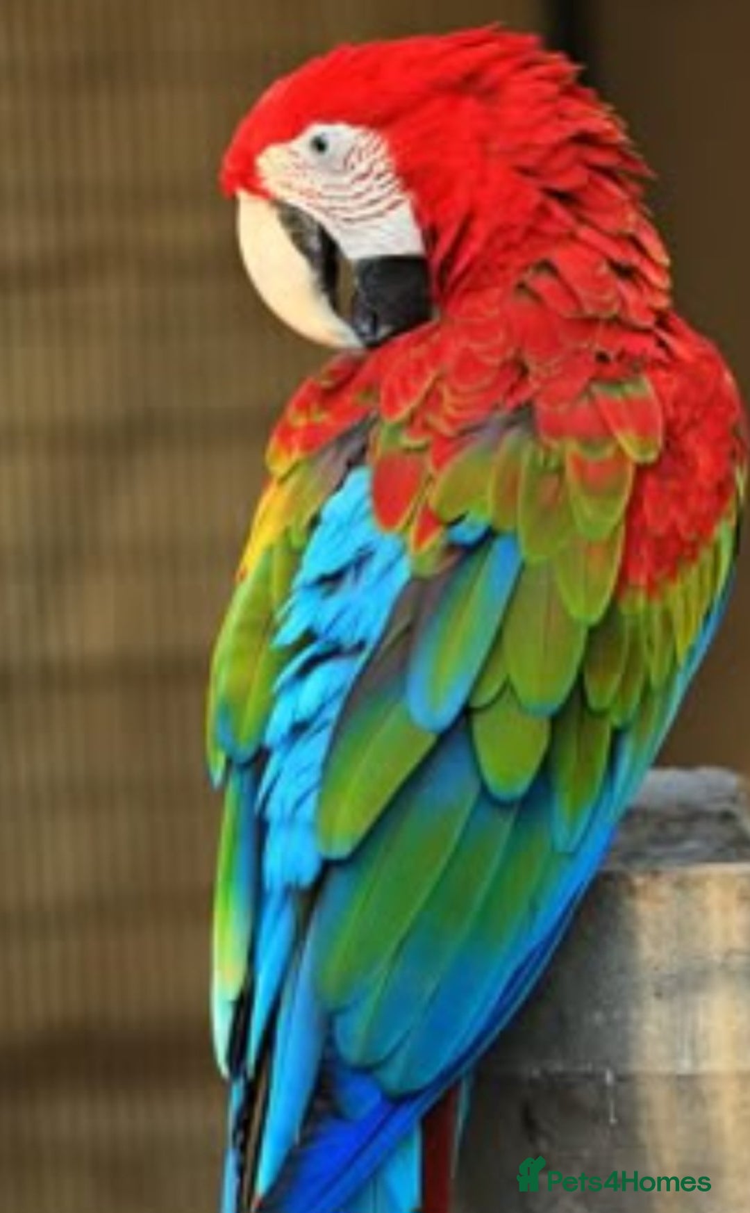 Macaws birds for sale: Female macaw  - Advert 3