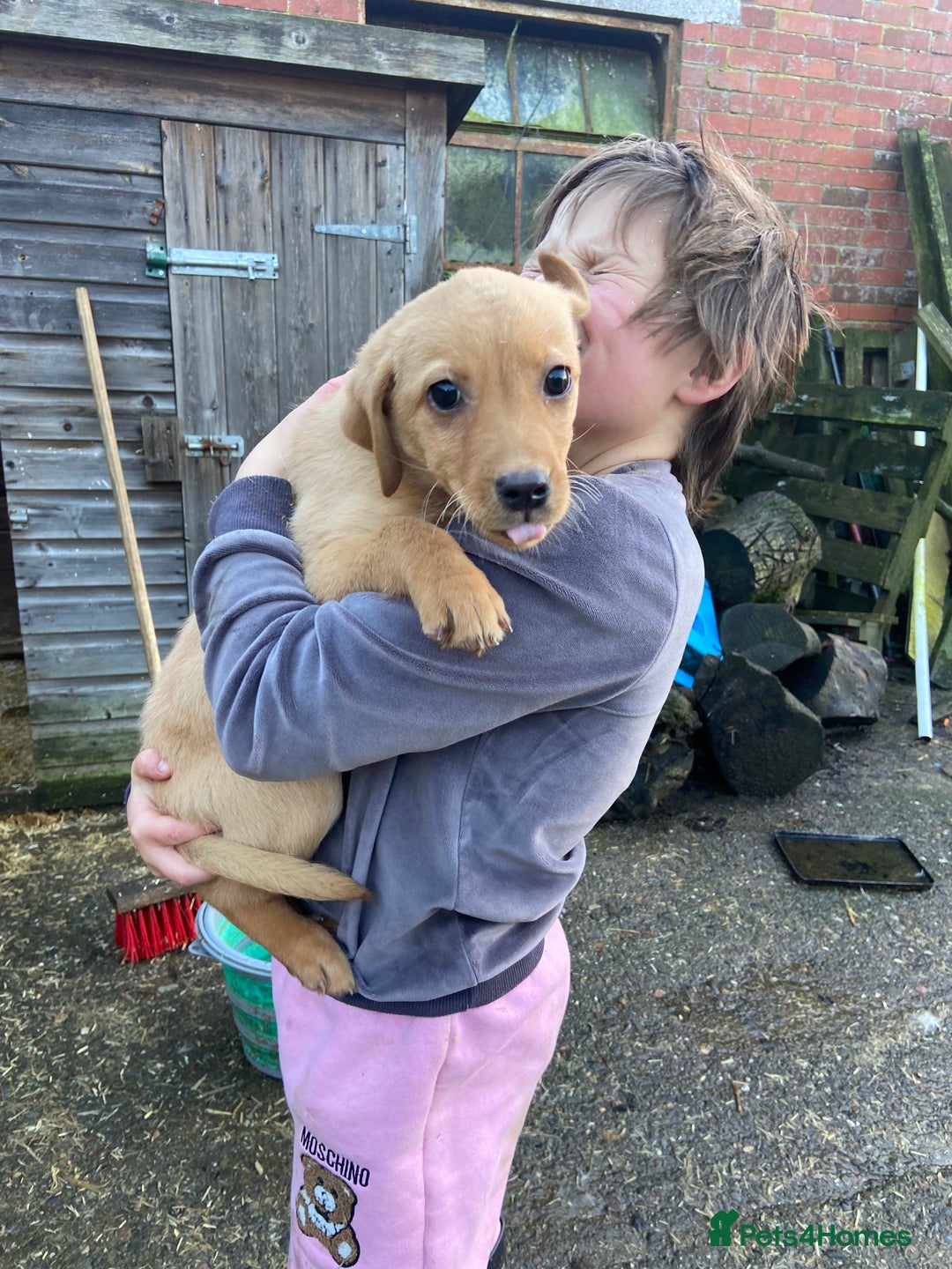 Labrador Retriever dogs for sale: 3 beautiful Labrador puppies for sale  - Advert 2