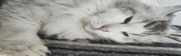 Ragdoll cats for sale: Active male ragdoll  - Advert 4
