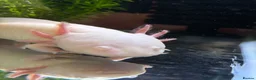 Axolotl reptiles for sale: Albino & Leucistic Axolotl  - Advert 3