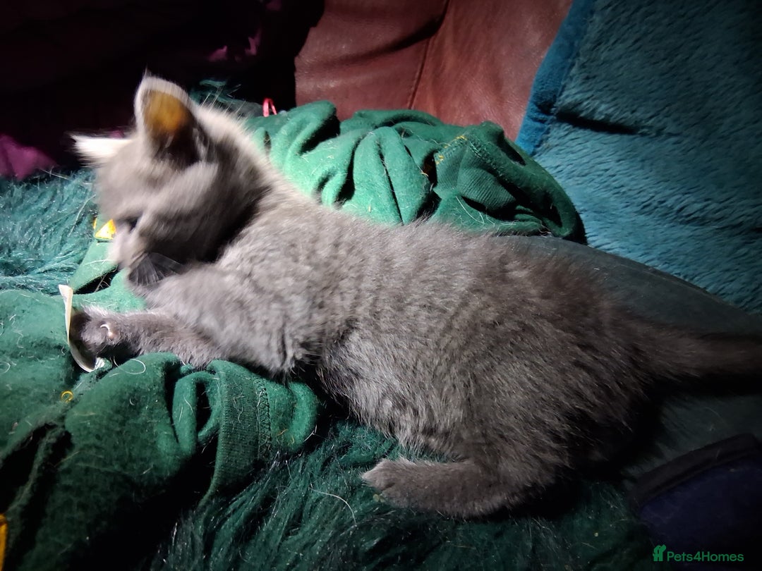 Mixed Breed cats for sale: ⭐️⭐️Stunning Russian Blue X Bengal Kittens ⭐️⭐️⭐️ - Advert 10