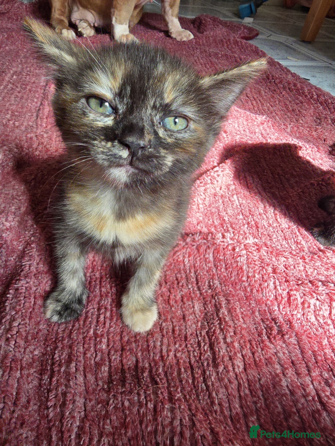 Mixed Breed cats for sale: Beautiful kittens  - Image 10
