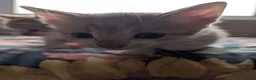 Mixed Breed cats for sale: Gorgeous Kittens Looking for Their Forever Homes in West Calder - Advert 22