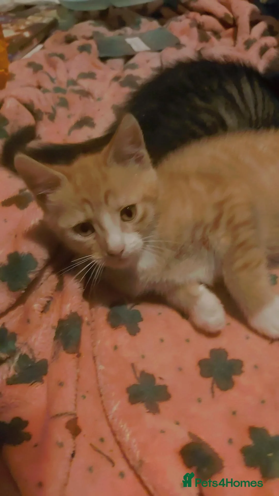 Mixed Breed cats 2 beautiful make kittens ready for homes - Advert 2