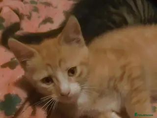 Mixed Breed cats 2 beautiful make kittens ready for homes - Advert 2