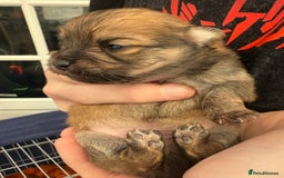 Pomchi dogs for sale:  **  Beautiful Pomchi loved & socialised  - Image 10