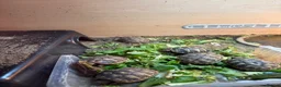 Tortoise reptiles for sale: Herman tortoises in Peacehaven - Advert 3