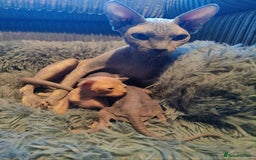 Sphynx cats for sale: 2 Sphynx Kittens. - Image 9