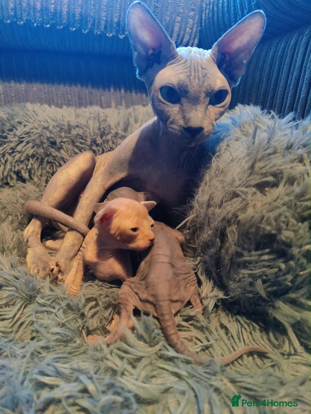 Sphynx cats for sale: 2 Sphynx Kittens. - Image 9