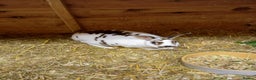 Rex rabbits for sale: Mini rex doe - Advert 4