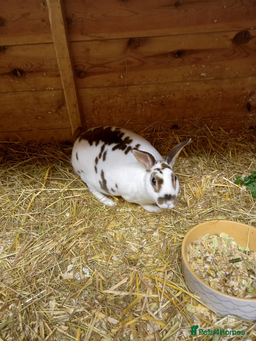 Rex rabbits for sale: Mini rex doe - Advert 4