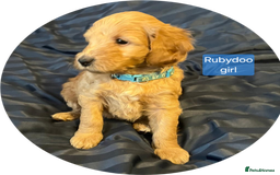 Labradoodle dogs for sale: Outstanding beautiful labradoodles F3b puppies - Image 18