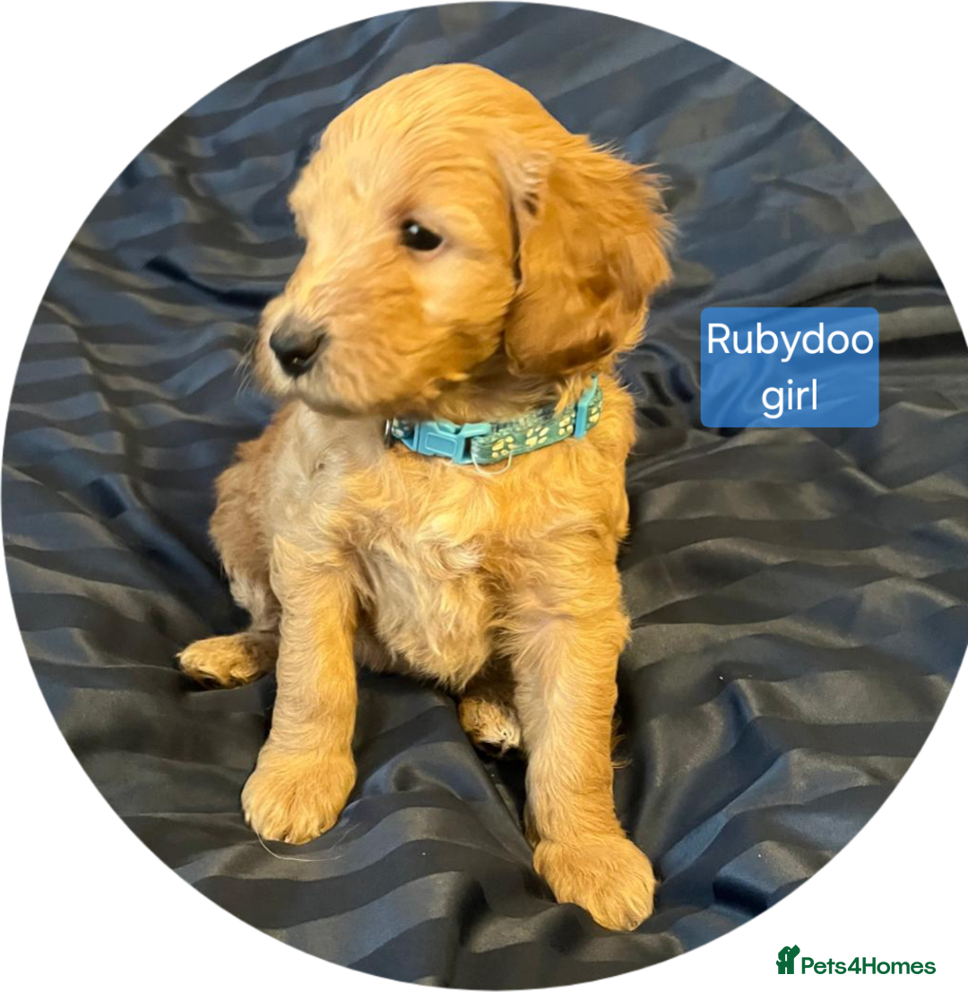 Labradoodle dogs for sale: Outstanding beautiful labradoodles F3b puppies - Image 18