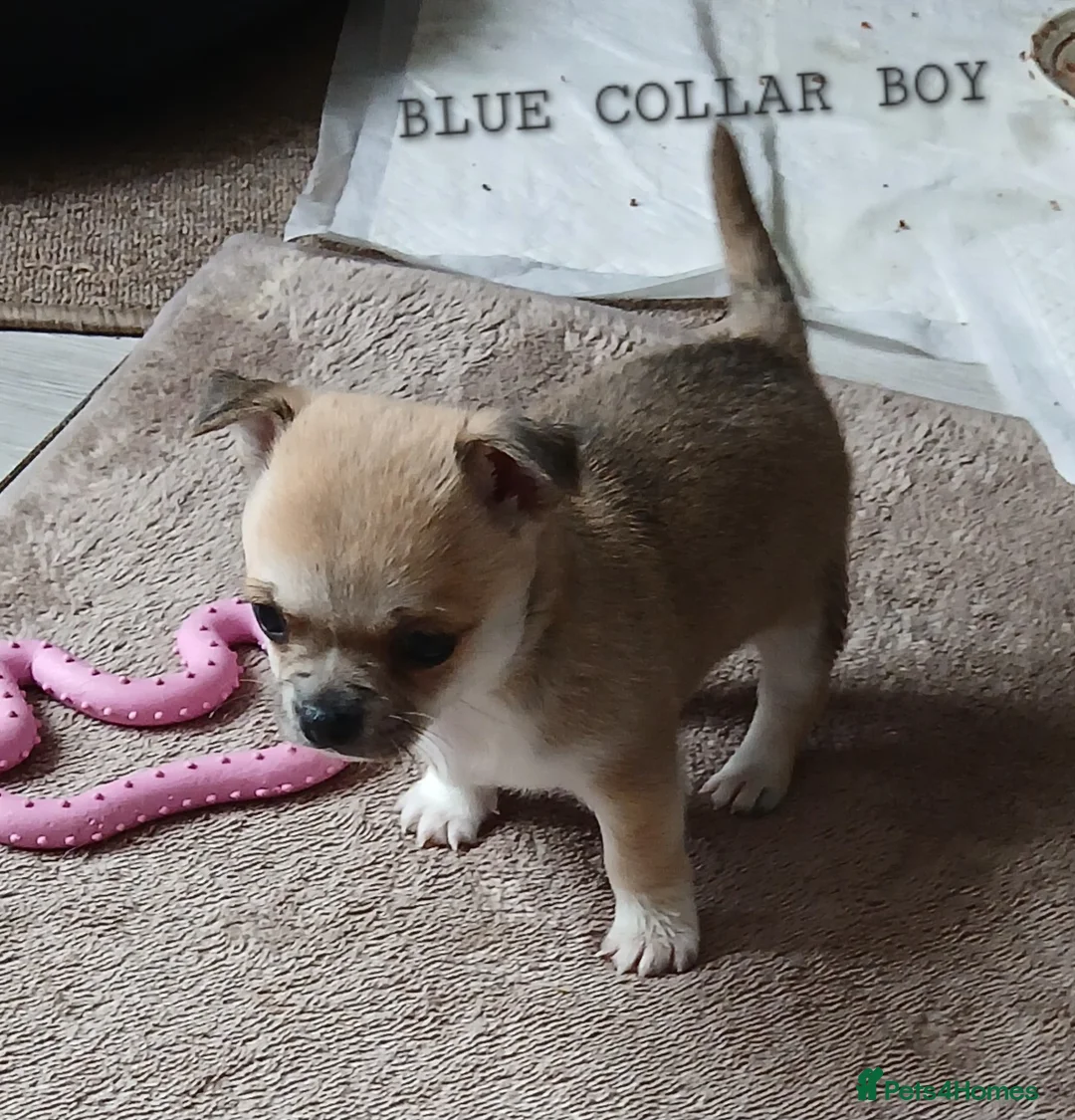 Chihuahua dogs for sale: Short haired tiny chihuahua pups ready now - Advert 19